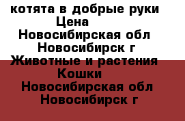 котята в добрые руки › Цена ­ 50 - Новосибирская обл., Новосибирск г. Животные и растения » Кошки   . Новосибирская обл.,Новосибирск г.